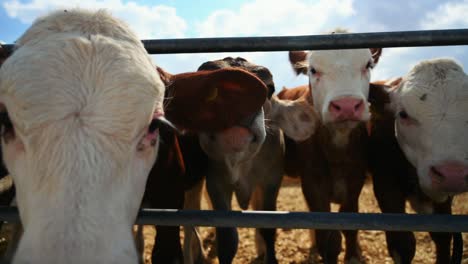 Calves-in-cowshed-looking-towards-to-camera-from-behind-fence,-waiting-hay