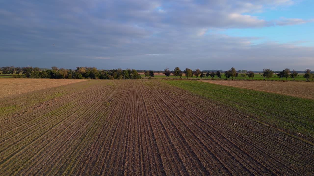 Gänse fliegen über ein landwirtschaftliches Feld