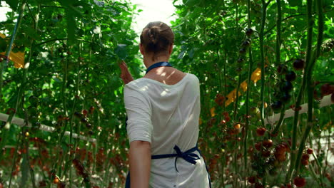 plantación de tomate mujer agricultora inspecciona la cosecha madura.concepto de negocio en el campo