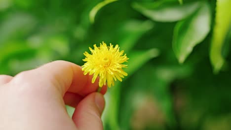 Close up of dandelion held between fingers with shallow depth of field