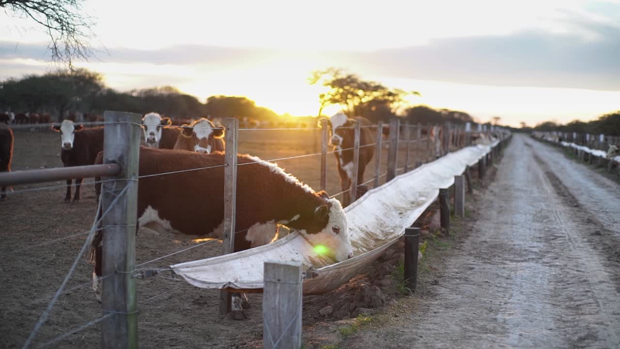 Vacas se alimentando no cocho em fazenda rural ao pôr do sol, luz quente da hora dourada, paisagem rural serena.