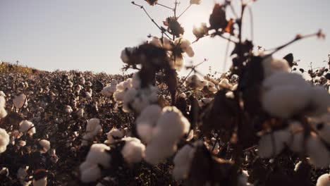 Close-up-shot-moving-slowly-through-a-field-of-cotton-plants,-evening-sun-shining-in-the-background