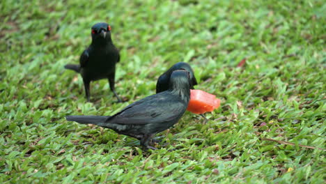 grupo de tres pájaros adultos estorninos brillantes asiáticos comiendo sandía en césped verde recortado, los estorninos muerden pequeños pedazos y tragan que volar a toda prisa