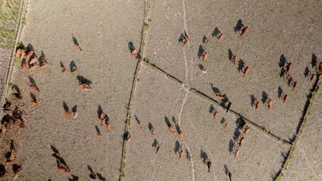 Livestock-cattle-cows-grazing-on-dry-arid-farmland,-birdseye-drone