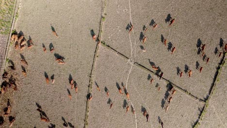 ganado ganado vacas pastando en tierras de cultivo áridas secas, dron de ojo de pájaro