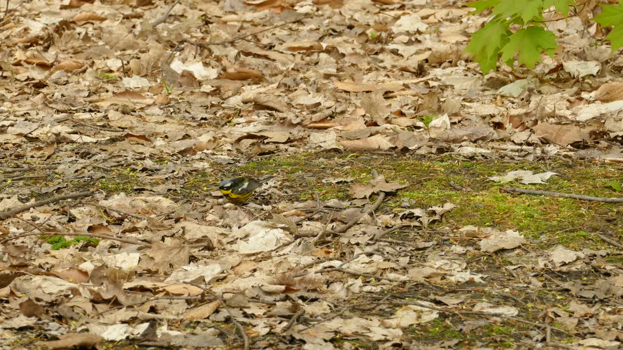 magnolia reinita pájaro buscando comida en el suelo del bosque, vista estática