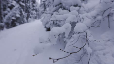 Schneebedeckte-Äste-Im-Wald,-4k