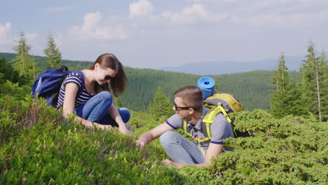 a person collects wild berries in the mountains