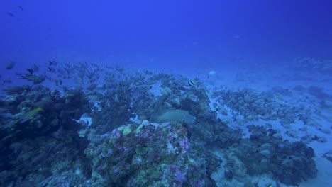 camera-approaches-a-napoleon-wrasse---maui-wrasse---bumphead-wrasse-on-a-tropical-reef-amongst-other-tropical-reeffish