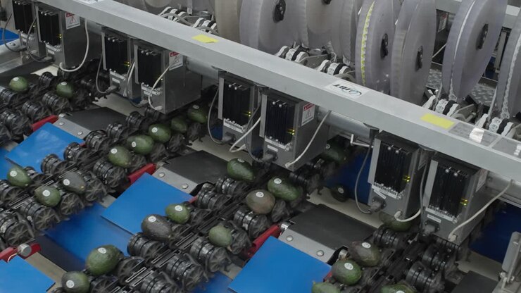 SLOW MOTION ZOOM OUT SHOT A STAPLING AVOCADO MACHINE AT AN AVOCADO PACKING HOUSE IN URUAPAN