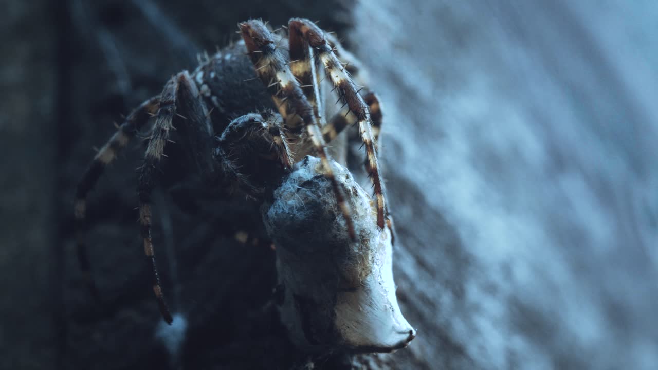 una araña se deleita con su presa