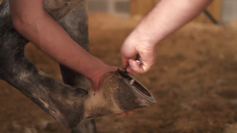 Close-up-slow-motion-clip-of-a-caretaker-repairing-a-horses-hoofs