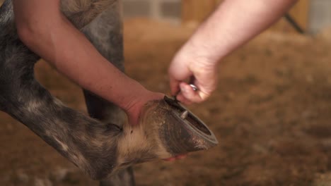 un clip en cámara lenta de un cuidador reparando los cascos de un caballo