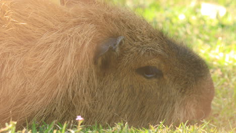 capybara face closeup as it rests on grass