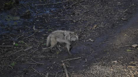 A-Terrified-Gray-Wolf-Walks-Slowly-Through-The-Woods-And-Shakes-Its-Body-In-Parc-Omega,-Quebec,-Canada---High-Angle-Shot,-Slow-Motion