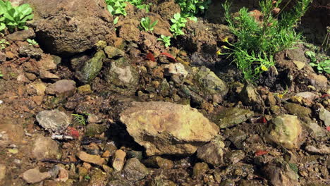 Agua-Saliendo-De-La-Montaña