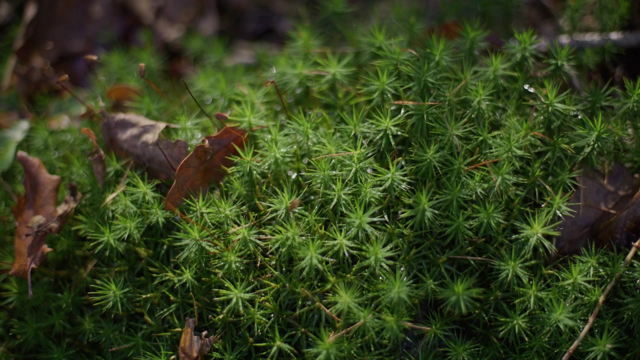 Muschio verde lussureggiante e foglie cadute in un ambiente boschivo, catturati alla luce naturale del giorno