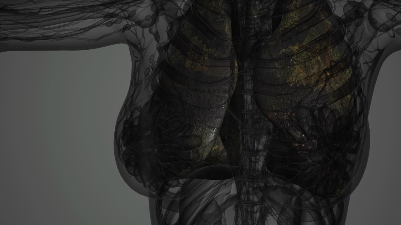 Vista dettagliata dei polmoni umani in una rappresentazione di torso trasparente