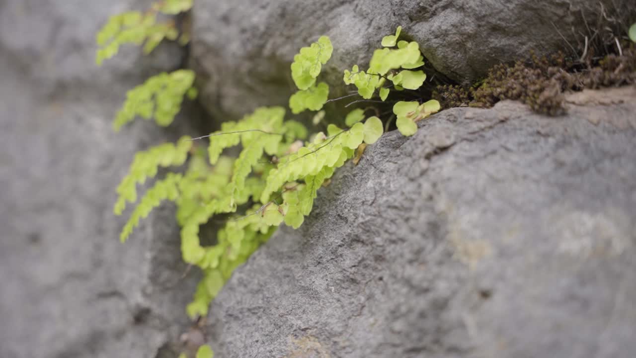 Primo piano di piante che crescono tra una parete rocciosa a Pisac, Cusco, Perù
