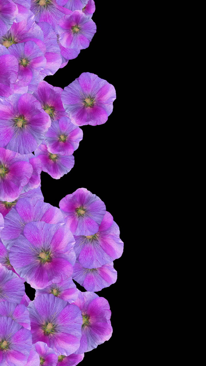Animerede lilla blomster, der dukker op og forsvinder som overgang