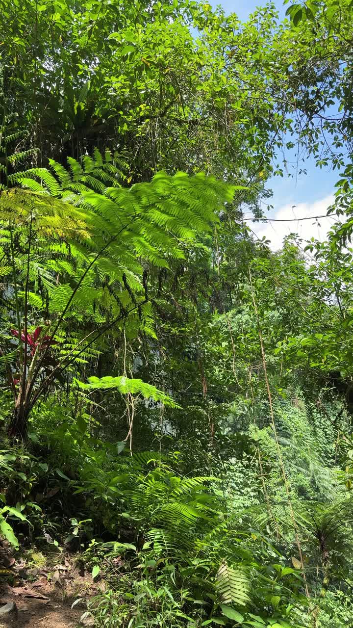 Felci e Alberi di un Verde Vibrante in una Foresta Tropicale