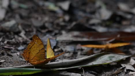 Gemeiner-Yeoman,-Cirrochroa-Tyche-Mithila,-Der-Mit-Seinem-Gebrochenen-Rechten-Flügel-Mit-Den-Flügeln-Auf-Und-Ab-Schlägt-Und-Abhebt,-Im-Kaeng-Krachan-Nationalpark