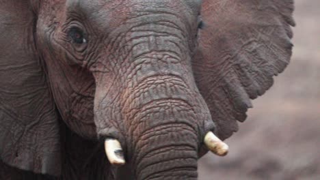 retrato en primer plano de un joven elefante en el safari salvaje en kenya, africa oriental