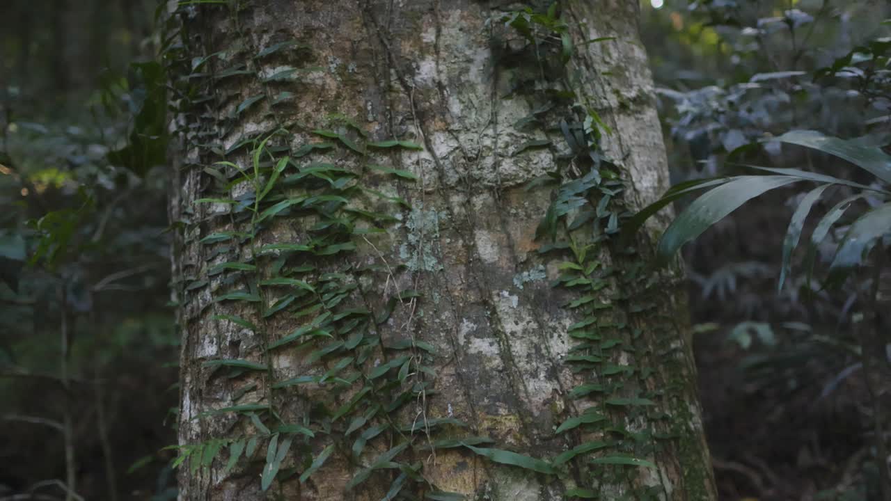 Tree trunk covered in epiphytes in rainforest