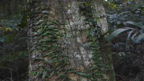 tronco de árbol cubierto de epífitas en la selva tropical
