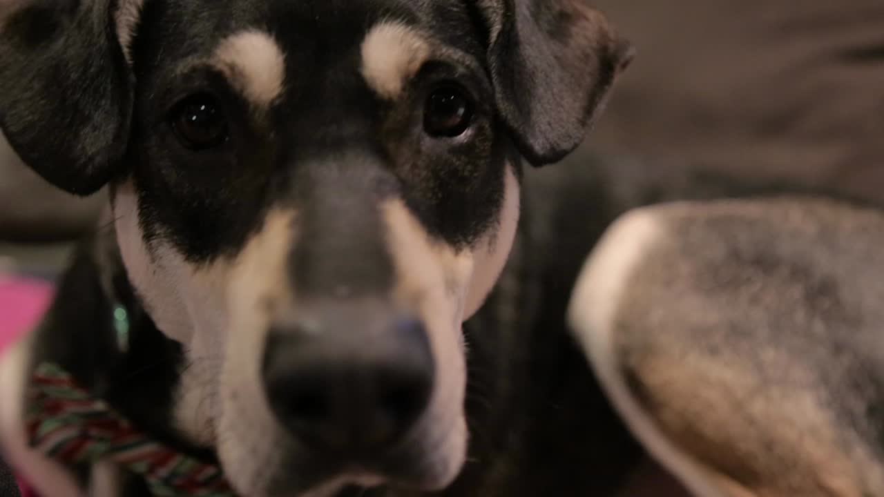 A curious dog inspects the camera.