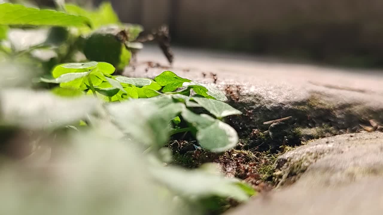 다가오는 비바람을 피하기 위해 움직이는 개미들