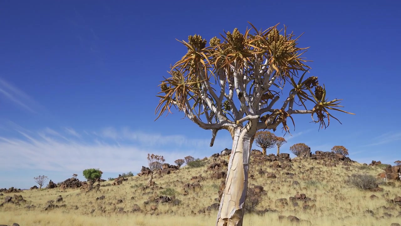 Koggertreskog, Keetmanshoop, Namibia. Enkelt koggertre i forgrunnen, flere trær bak. Klar blå himmel, solrik dag