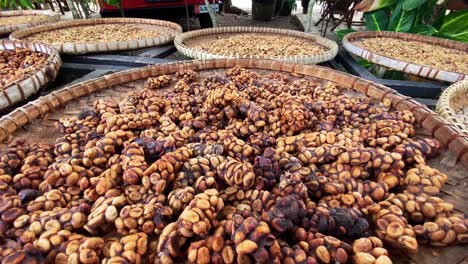 empujar sobre las cerezas de café luwak frescas, parcialmente digeridas