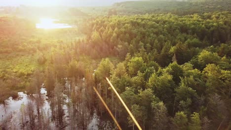 trees-forest standing in water in a bog cinematic aerial 4k
