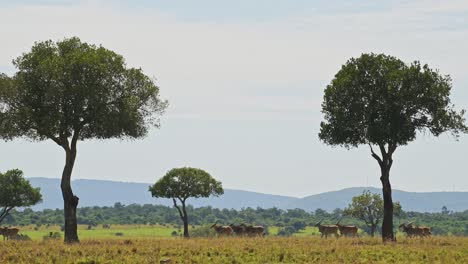 Afrikanische-Tierwelt-Im-üppigen,-üppigen-Maasai-Mara-Nationalreservat,-Friedliche-Landschaft-Auf-Einer-Safari-Urlaubstour,-Kenia,-Afrikanische-Safari-Tiere-Im-Masai-Mara-Nordschutzgebiet