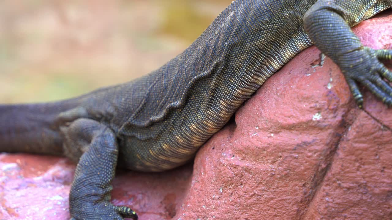 Head to tail close up shot of an exotic mertens' water monitor, varanus mertensi basking on rock in a freshwater environment at daytime, endangered wildlife species endemic to northern Australia