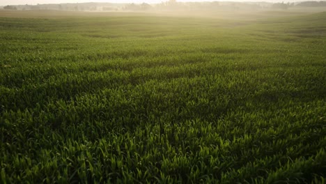 Toma-Aérea-Del-Campo-De-Maíz-Verde-Joven-En-Una-Mañana-Brumosa