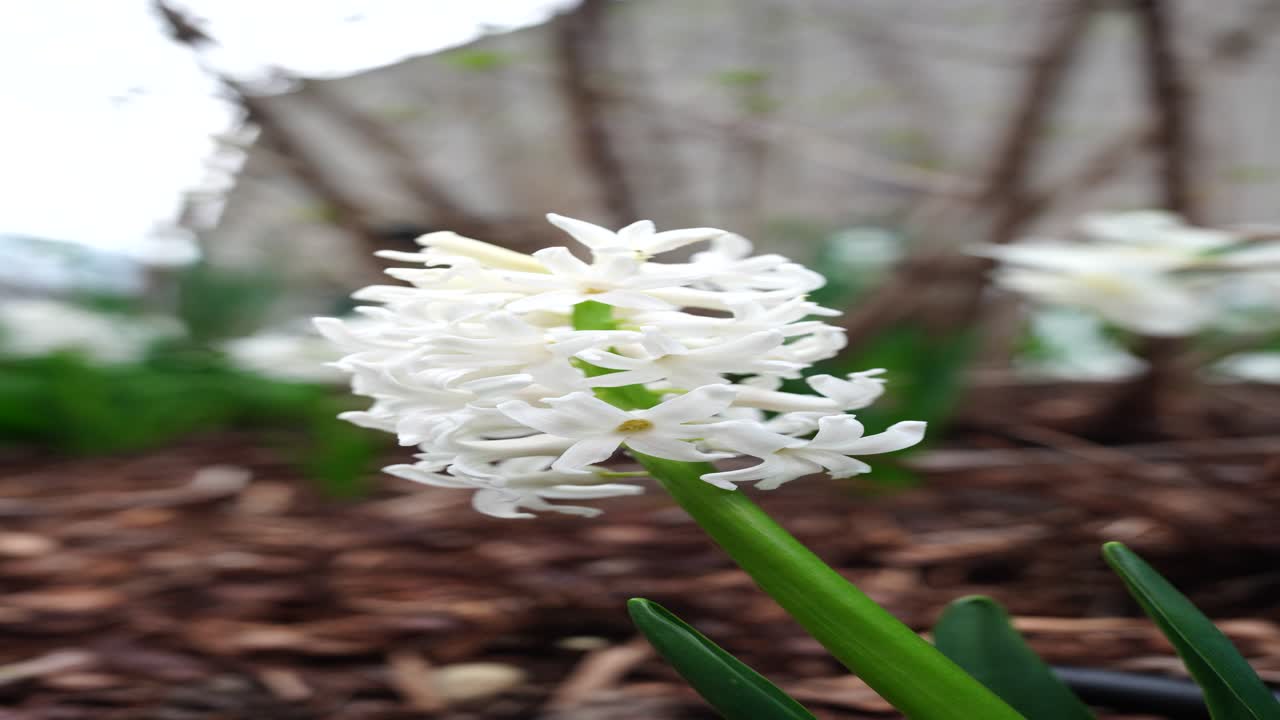 Close-up vertikal bunga hyacinth putih yang sedang mekar di dekat Walensee, Swiss, menampilkan kelopak yang detail dan warna musim semi yang lembut dalam suasana taman yang tenang.