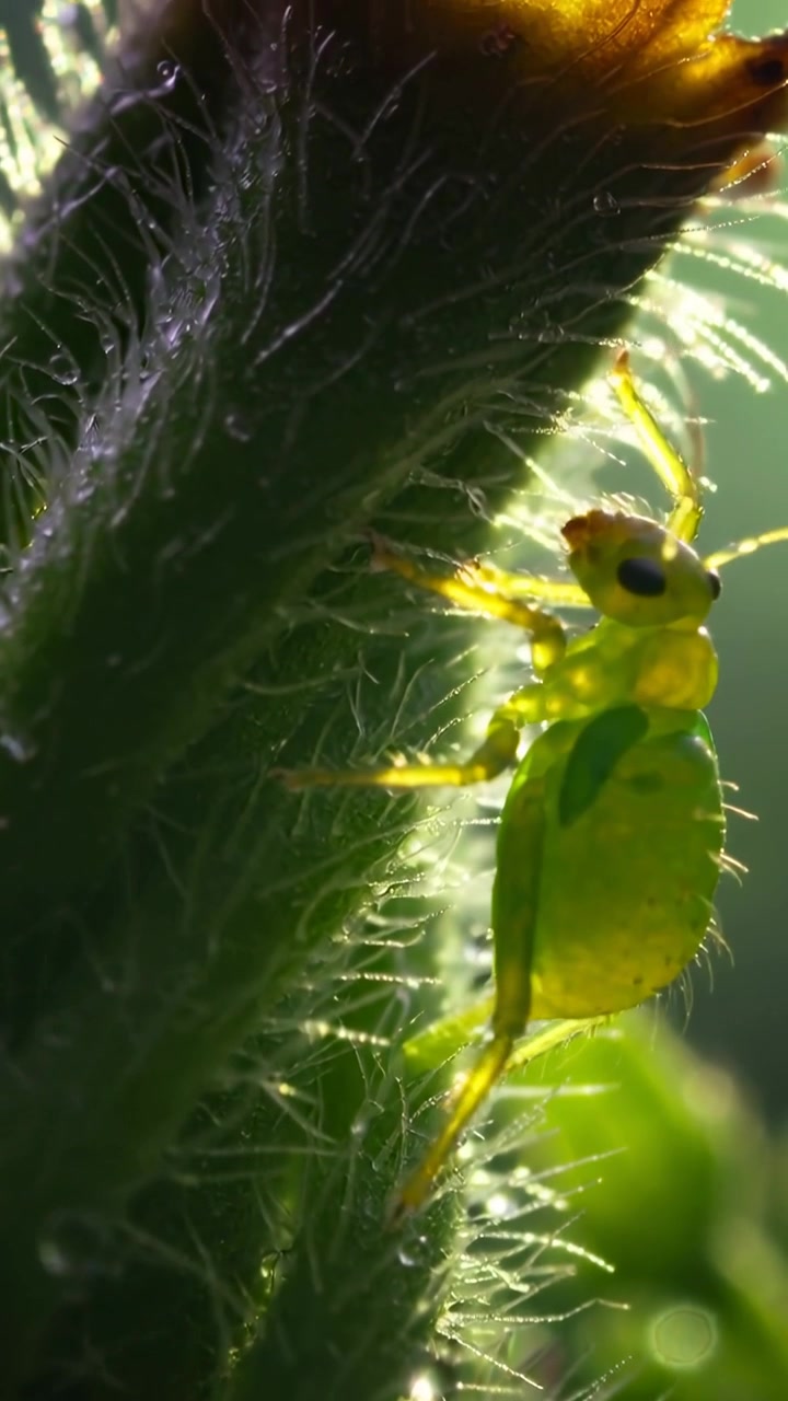 Vertical video: Clinging translucent nymph shifting, pushing up hairy stem to backlit tip, dew