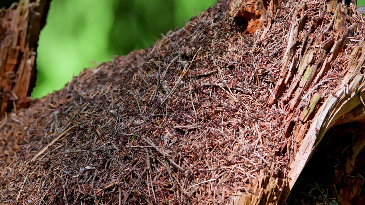 Close-up of Ants Working on a Forest Anthill