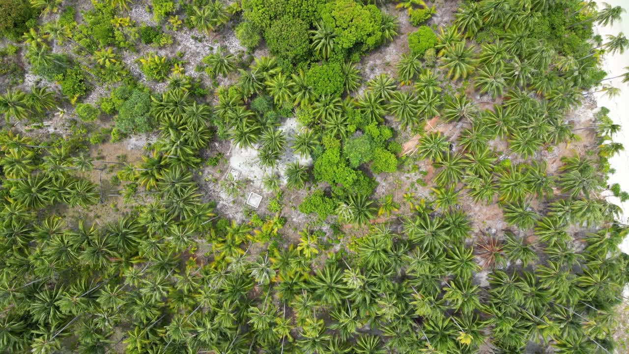 perspectiva de arriba hacia abajo de las palmeras de coco, la playa de arena blanca y el océano claro