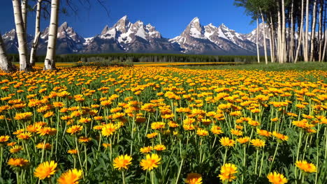 vibrant yellow flower field with snow-capped mountains and birch trees