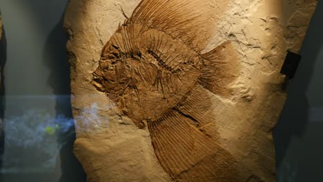 engelfischfossil ausgestellt im fossilmuseum von bolca - verona, italien