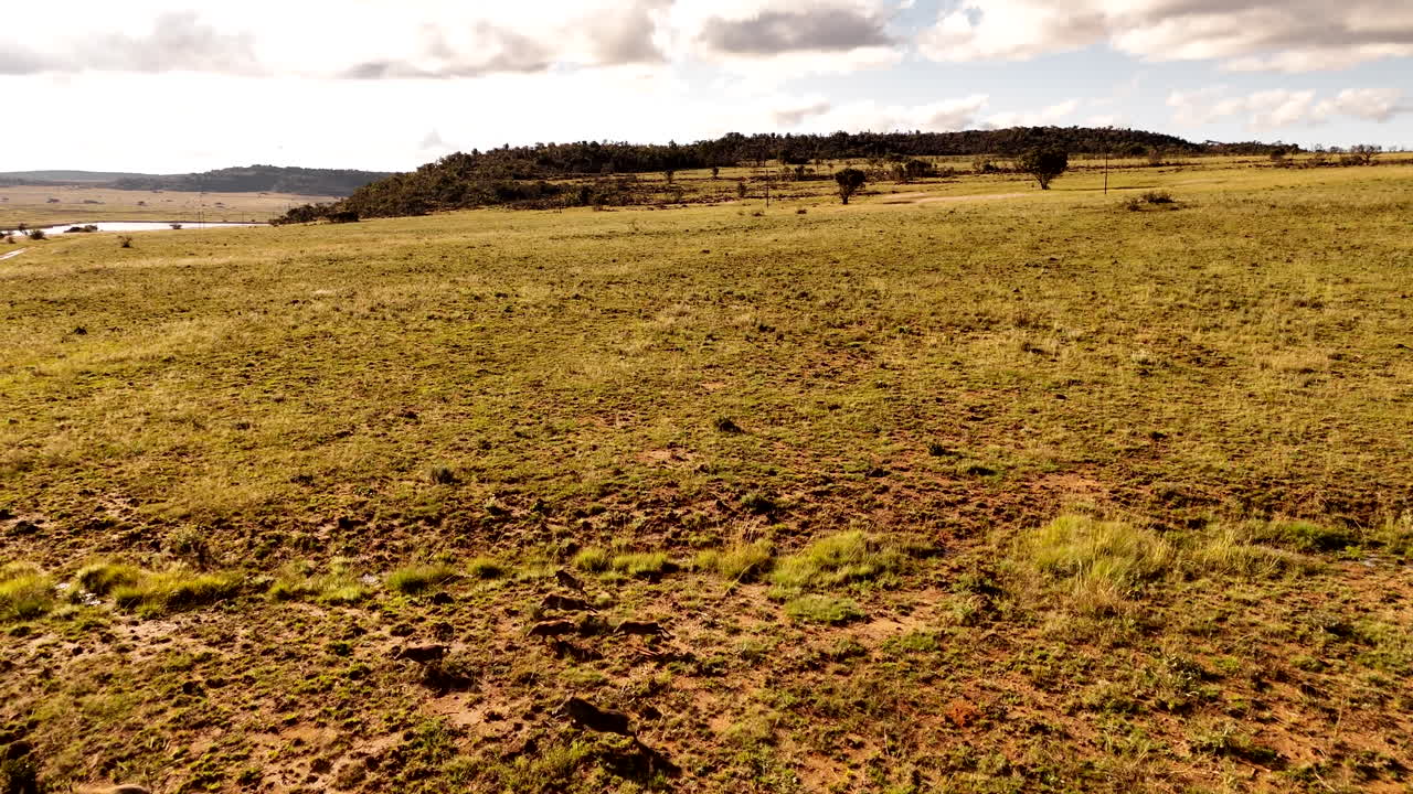 Common warthog family run across grassy field in slow motion together, aerial