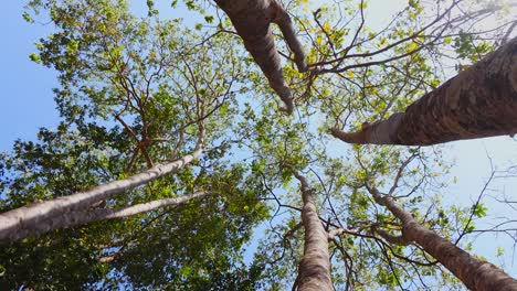 árbol de agrawood