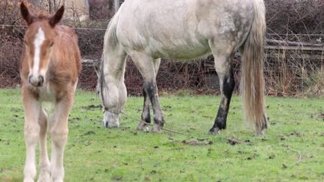 white purebred horse grazing from the green grass of the meadow while the colt looks at camera