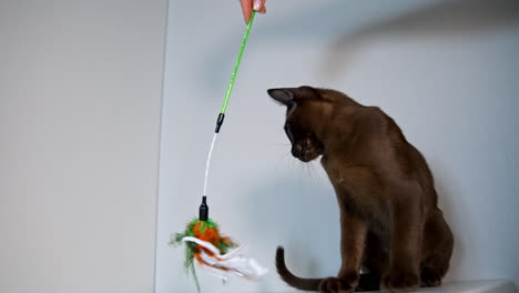 brown domestic pet. beautiful burmese cat playing at home. lovely pedigree kitten plays with toy stick joyfully.
