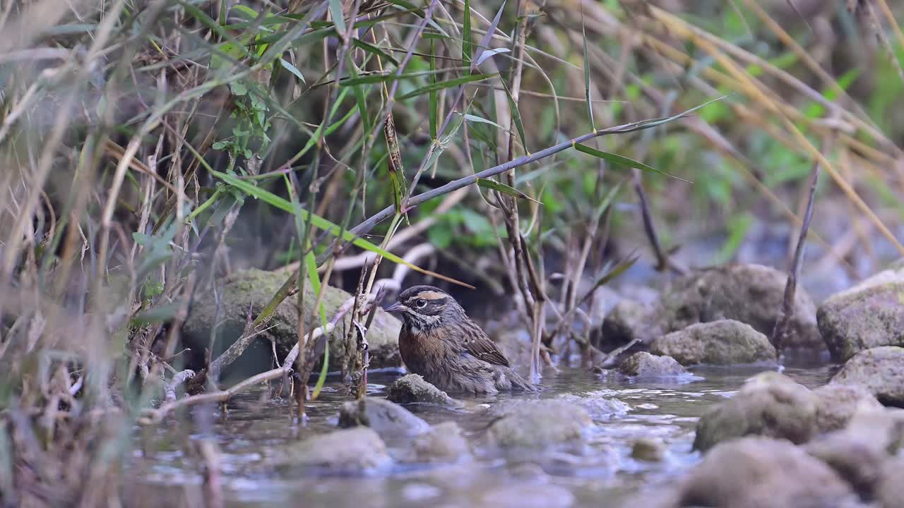 руфь-грудная акцентёр быстро купается в водоеме.