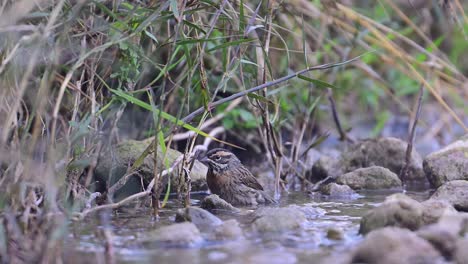 rufous-breasted accentor taking a quick birdbath in a water stream