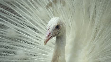 el pavo real blanco está mirando en una dirección.